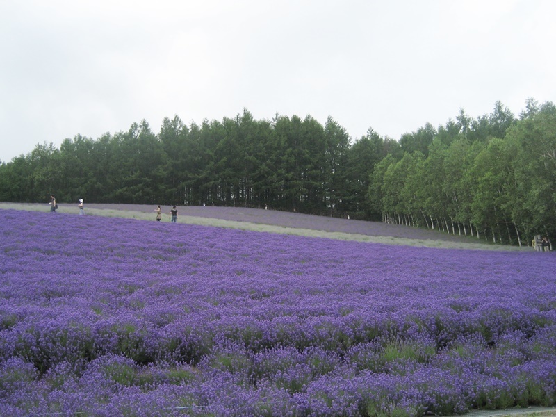 北海道.JPG